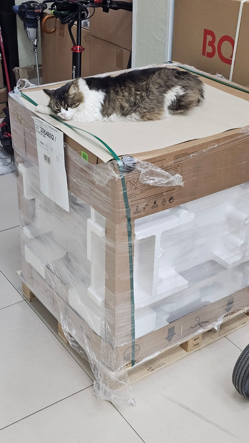 В СТК работает особенный сотрудник: кот Ося — на страже уюта и настроения